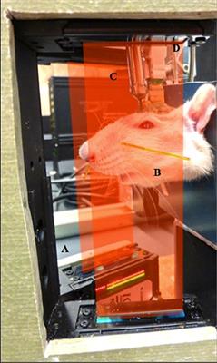 A Rodent Model of Dynamic Facial Reanimation Using Functional Electrical Stimulation